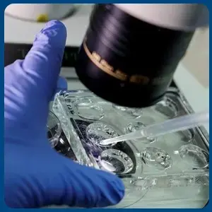 How Long Can Human Embryos Be Cultured in the Lab?