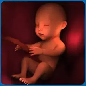 The Stages of Embryo Development